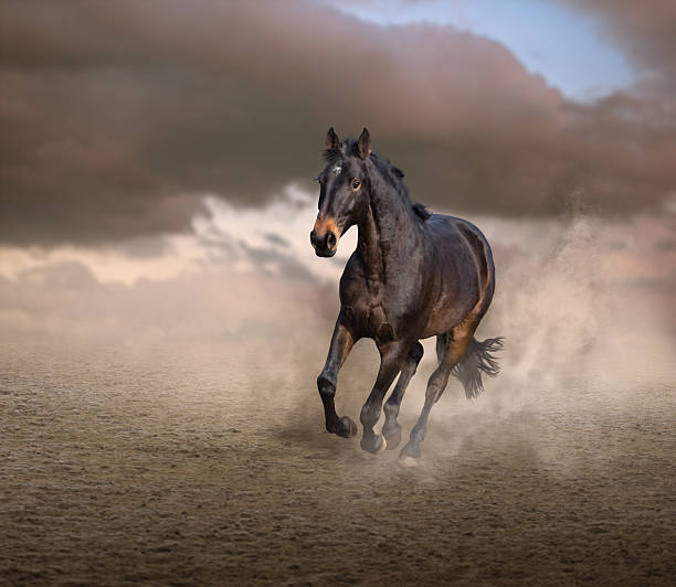 istock Brown horse running on sky background 636564516