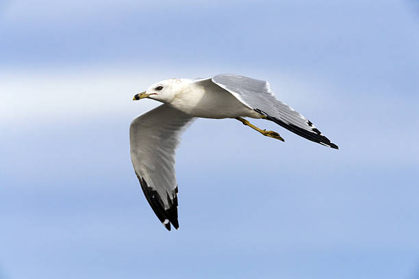 istock Ring-billed Gull with Bad Leg and Wings Down 636566100