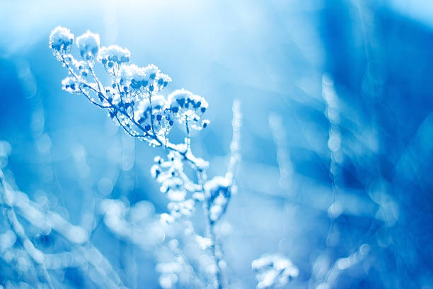 istock Blue snowy herbs closeup 636567644