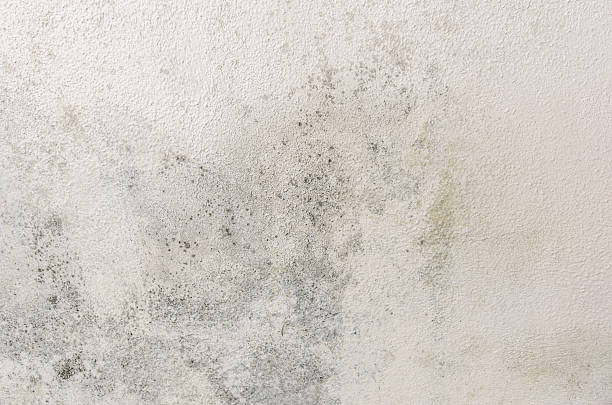 istock Mould and moisture build up on a wall 636567794