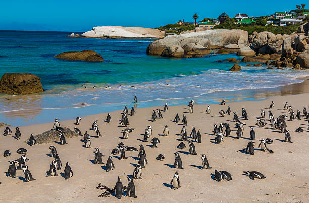 istock Pinguins in Cape Town South Africa 636568138
