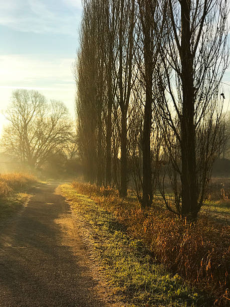 istock Winter Morning in a park 636568292