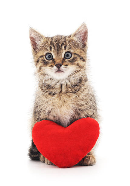 istock Kitten with toy heart. 636568546