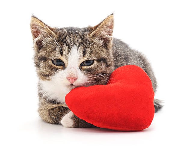istock Gray kitten and red heart. 636569084