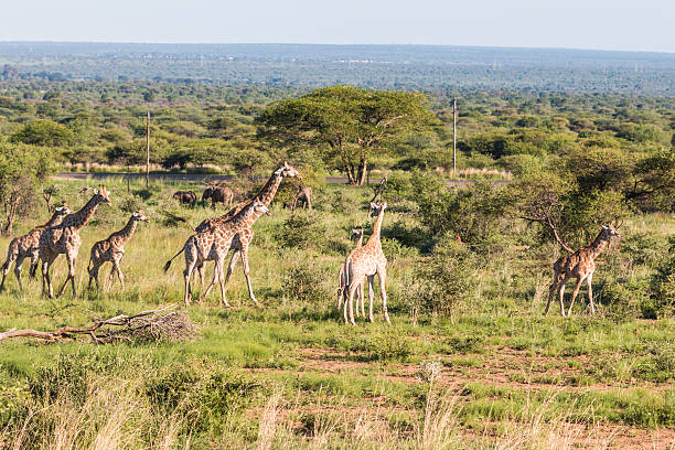 istock Giraffes in African Safari 636569316