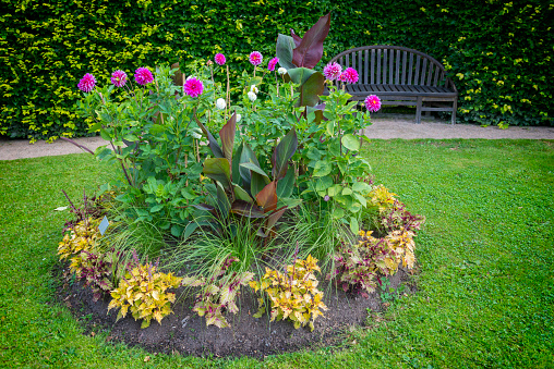 Dahlia circular flowerbed
