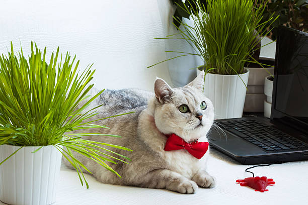 istock Big bright cat lying near with computer keyboard. Animal in 636570442
