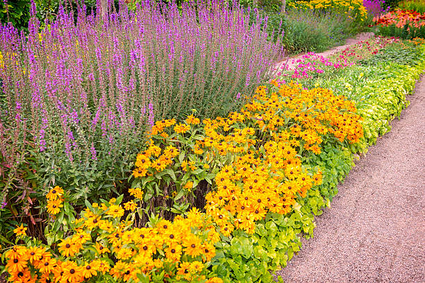 istock Black eyed susans flowerbed 636570722