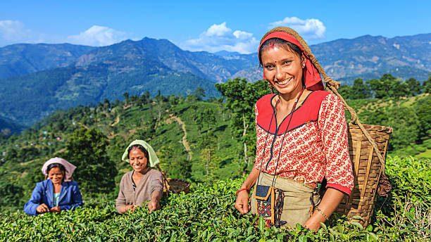 istock Indian pickers plucking tea leaves in Darjeeling, India 636572132