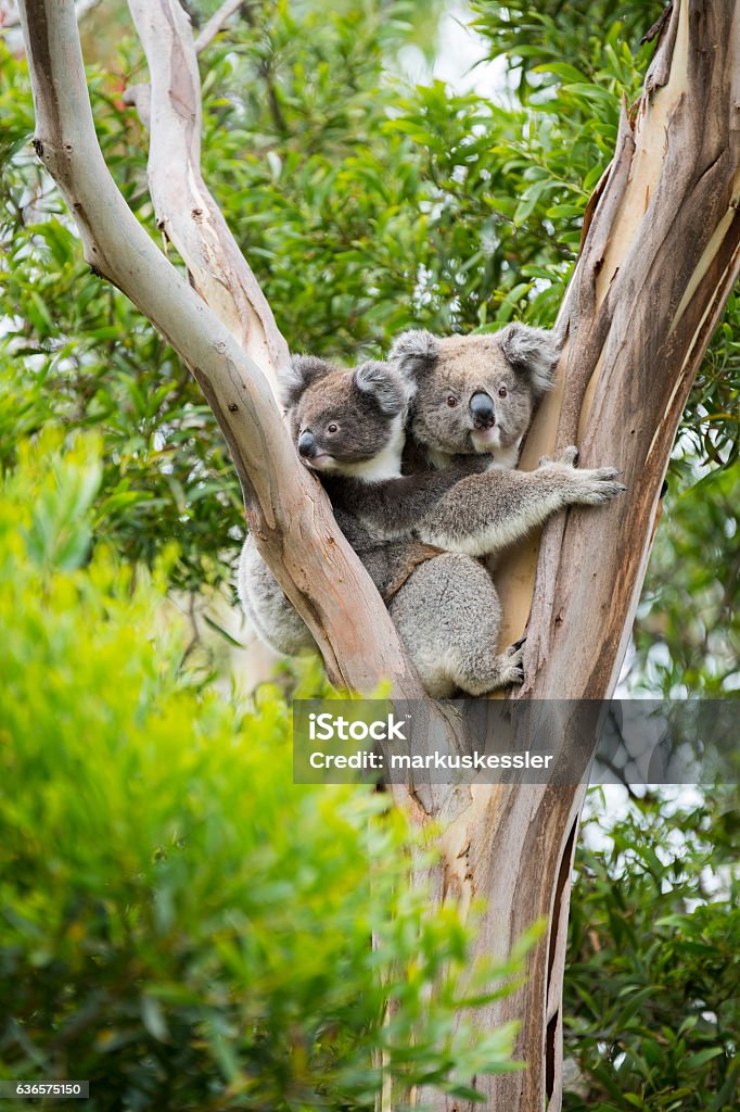 Koala - Lizenzfrei Koala Stock-Foto