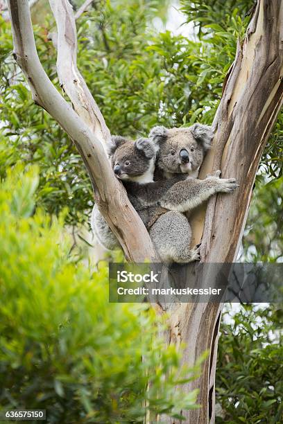 Koala Stockfoto und mehr Bilder von Koala - Koala, Australien, Beuteltier-Junges