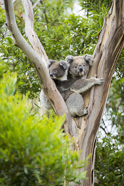 Koala Koala with joey koala photos stock pictures, royalty-free photos & images