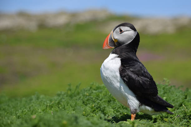 istock Posing Atlantic Puffin Bird - Landscape 636575568