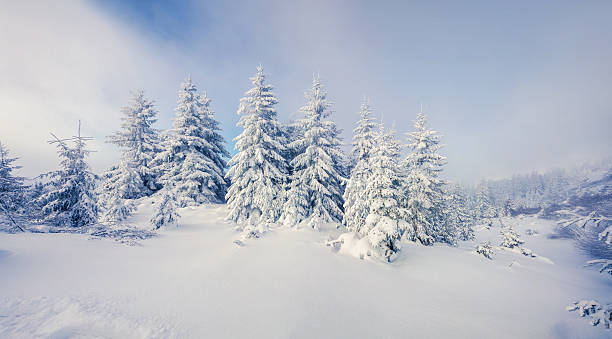 istock Bright morning scene in the mountain forest. 636576672