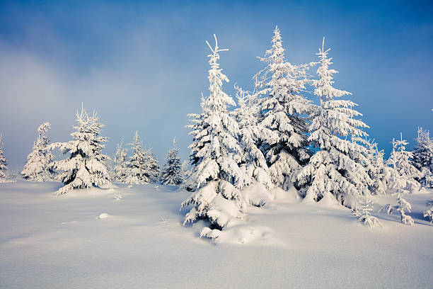 istock Sunny morning scene in the mountain forest. 636576956