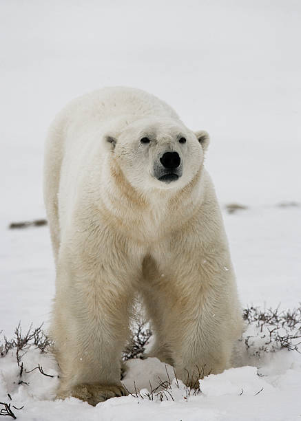 istock Polar bear on the tundra. 636577414