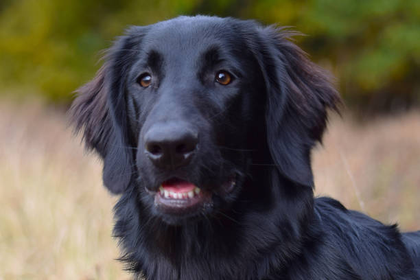 Black Flat Coated Retriever Dog Portrait