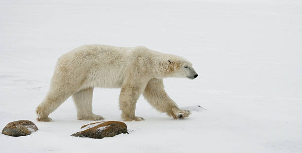 istock Polar bear on the tundra. 636577602