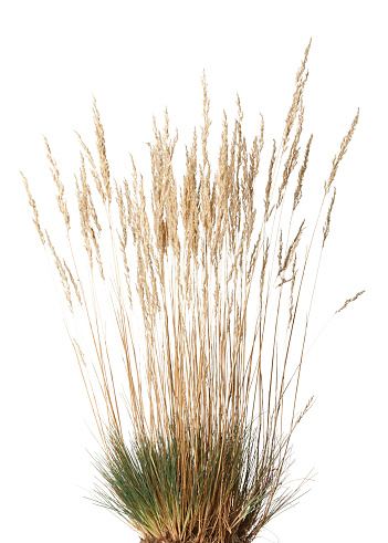 Closeup of yellow dried grass with panicle bunch clustered in tussock in autumn, isolated on white