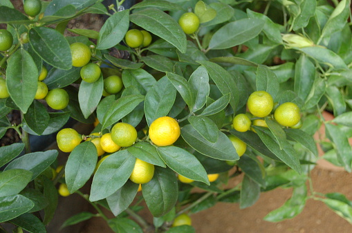 Yellow lemons on a tree