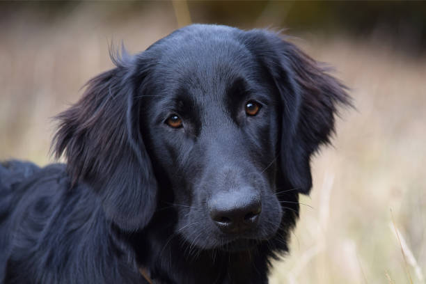 istock Black Flat Coated Retriever Dog Portrait 636578058
