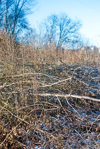 istock The heap of black dry logs 636580158