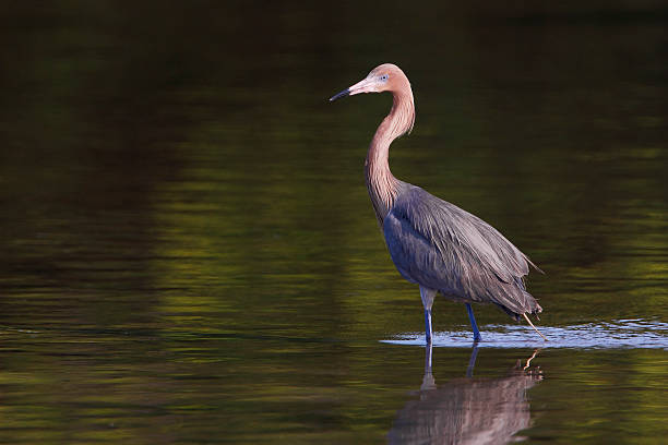 Reddish Egret (Egretta rufescens), Ding Darling NWR, Florida, USA Reddish Egret (Egretta rufescens) standing in water, Ding Darling NWR, Florida, USA ding darling national wildlife refuge stock pictures, royalty-free photos & images