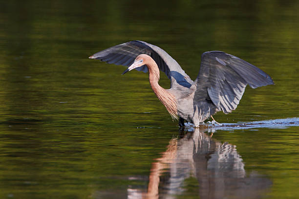 Reddish Egret (Egretta rufescens), Ding Darling NWR, Florida, USA Reddish Egret (Egretta rufescens) with wings spread fishing in shallow water, Ding Darling NWR, Florida, USA ding darling national wildlife refuge stock pictures, royalty-free photos & images