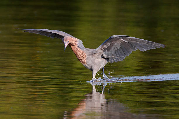 Reddish Egret (Egretta rufescens), Ding Darling NWR, Florida, USA Reddish Egret (Egretta rufescens) with wings spread fishing in shallow water, Ding Darling NWR, Florida, USA ding darling national wildlife refuge stock pictures, royalty-free photos & images