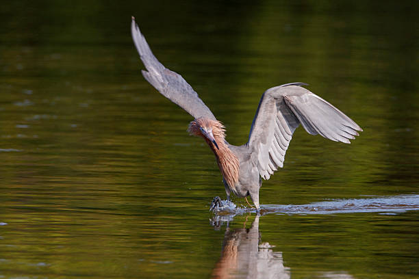 Reddish Egret (Egretta rufescens), Ding Darling NWR, Florida, USA Reddish Egret (Egretta rufescens) with wings spread fishing in shallow water, Ding Darling NWR, Florida, USA ding darling national wildlife refuge stock pictures, royalty-free photos & images