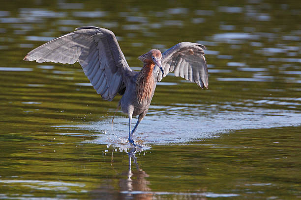 Reddish Egret (Egretta rufescens), Ding Darling NWR, Florida, USA Reddish Egret (Egretta rufescens) with wings spread fishing in shallow water, Ding Darling NWR, Florida, USA ding darling national wildlife refuge stock pictures, royalty-free photos & images