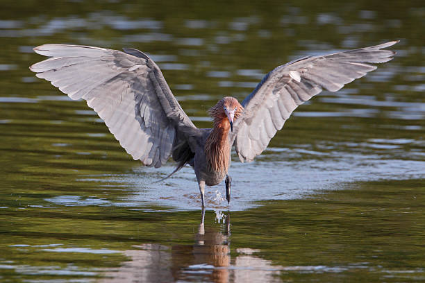 Reddish Egret (Egretta rufescens), Ding Darling NWR, Florida, USA Reddish Egret (Egretta rufescens) with wings spread fishing in shallow water, Ding Darling NWR, Florida, USA ding darling national wildlife refuge stock pictures, royalty-free photos & images