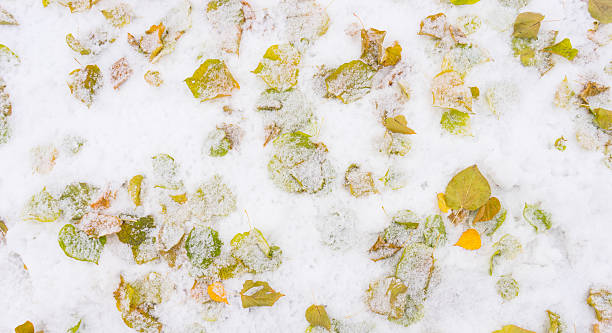 istock background fallen tree leaves in the snow 636581820