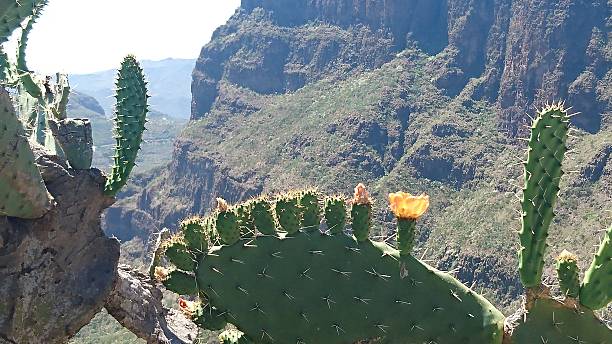 istock Cactus with flowers in front of valley 636581876