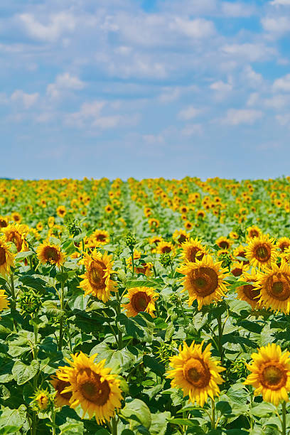 istock Sunflowers Field in Bulgaria 636582472