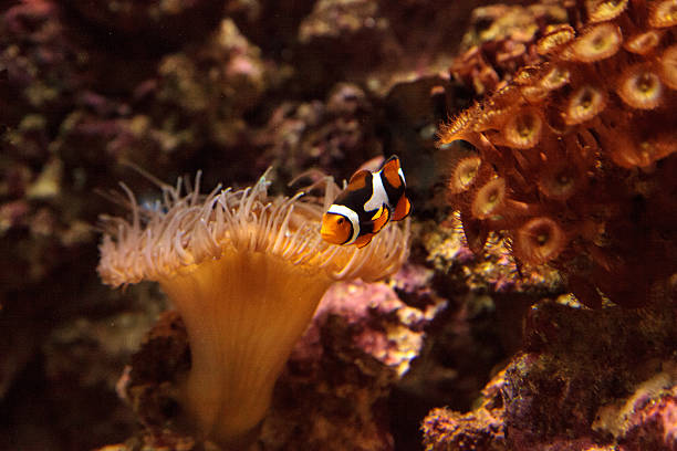 istock Clownfish, Amphiprioninae 636582884