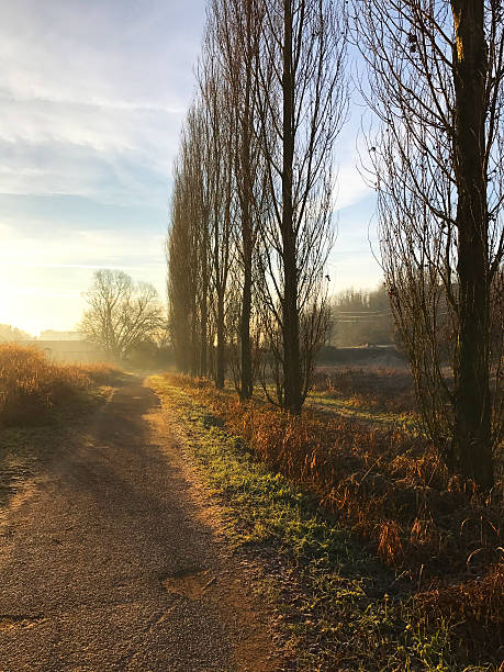 istock Winter Morning in a park 636582916