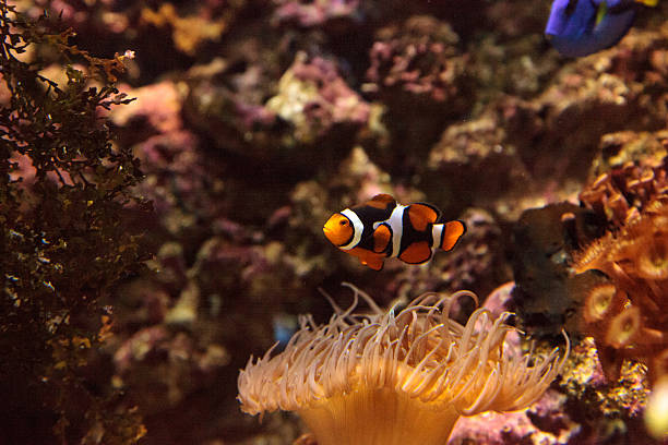 istock Clownfish, Amphiprioninae 636583024