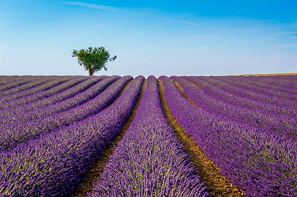 Lavender Lavender field in the plateau de Valensole plateau de valensole stock pictures, royalty-free photos & images
