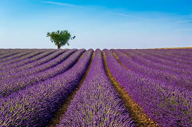 Lavender field in the plateau de Valensole