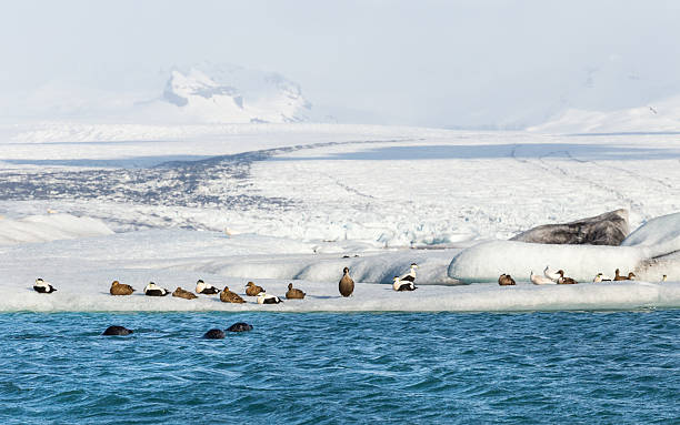 istock Three seals swimming by group of eider ducks at glacier 636584832
