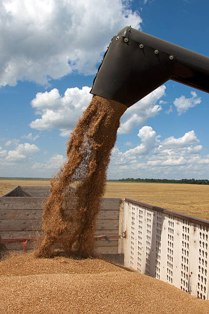 istock Combine harvester load wheat in the truck 636584870