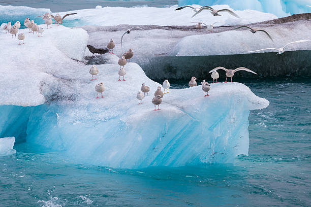 istock Seagulls resting, sitting and spreading wings on blue floating iceberg 636584972