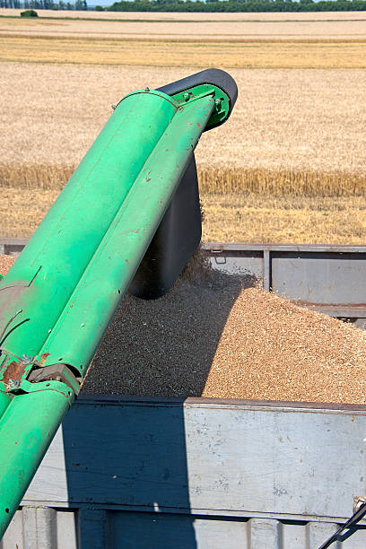istock Combine harvester load wheat in the truck 636585254
