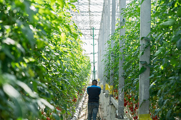 istock Tomatoes growing in a greenhouse 636585688