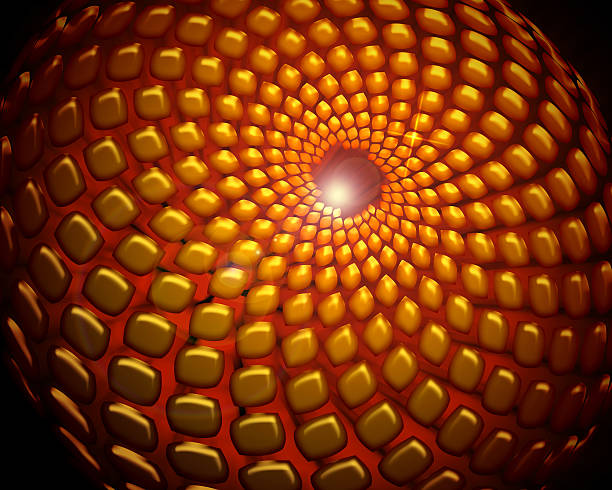 fibonacci spirale punktmuster - geometry two dimensional shape pythagoras geometric shape stock-fotos und bilder