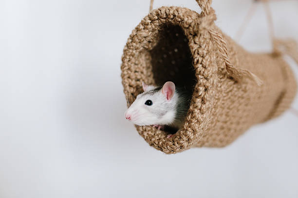 istock Mouse peeking out of the tunnel knitted on a white 636586984
