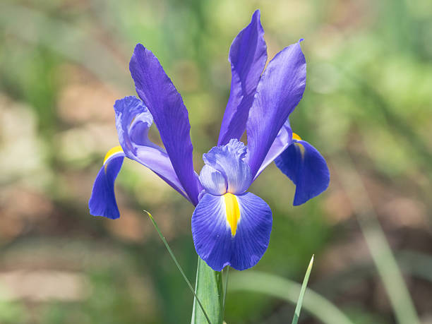 istock Summer flowers series, beautiful purple iris flower. 636587504