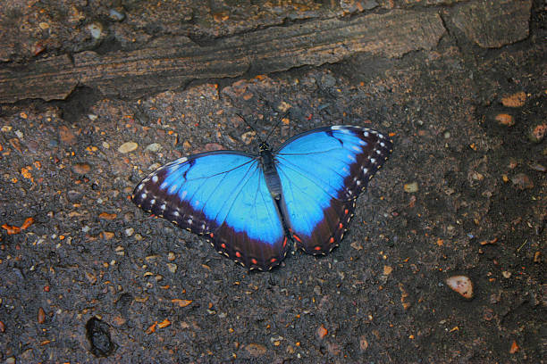 istock Beautiful pretty colourful blue butterfly with wings spread 636588424