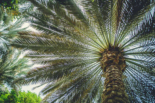 Dubai palmPalm trees at Dubai beach. Vintage post processed. Fashion, travel, summer, vacation and tropical beach concept.